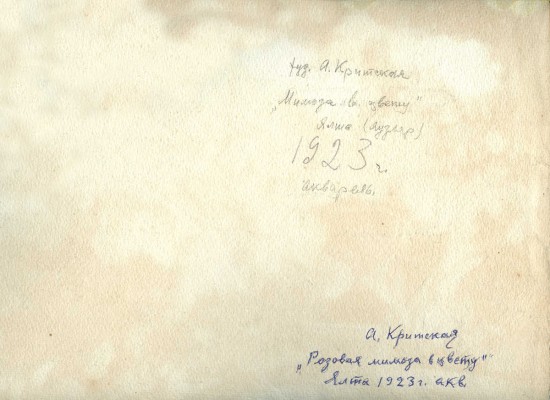 Критская Анна Михайловна. Розовая мимоза в цвету. Ялта 